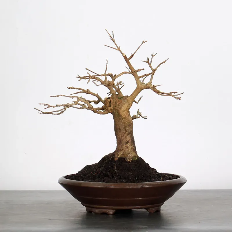 Bonsai Erable Burger AB-1-7