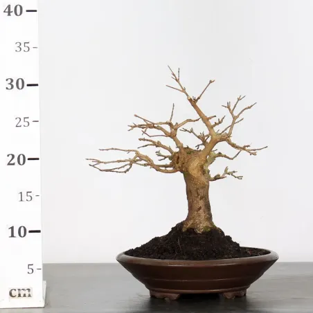 image supplémentaire - Érable "ACER BUERGERIANUM" 1-7