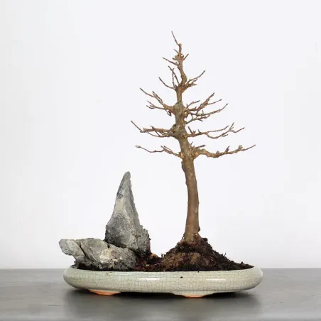 Bonsai Erable Burger AB-1-8