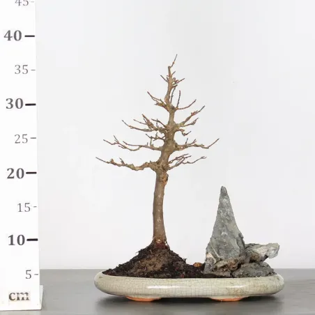 image supplémentaire - Maple with rock "ACER...