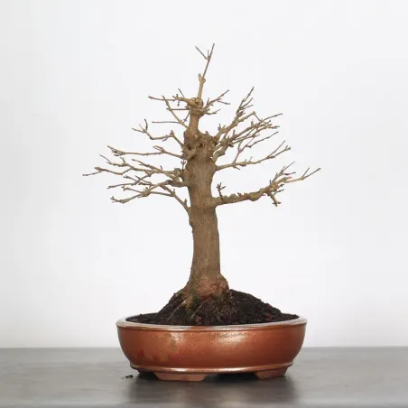 Maple "ACER BUERGERIANUM" 1-9