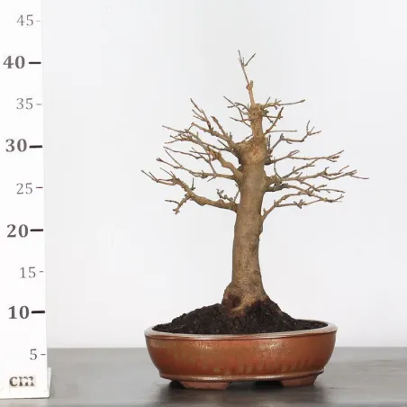 image supplémentaire - Maple "ACER BUERGERIANUM" 1-9