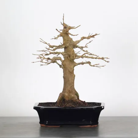 Bonsai Erable Burger AB-1-10