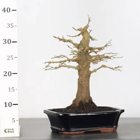 image supplémentaire - Maple "ACER BUERGERIANUM" 1-10