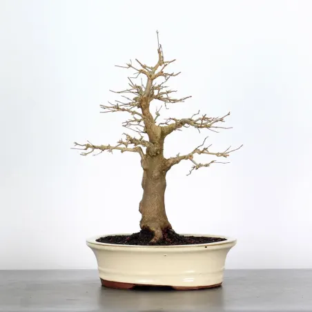 Maple "ACER BUERGERIANUM" 1-11