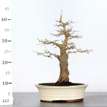 image supplémentaire - Érable "ACER BUERGERIANUM"...