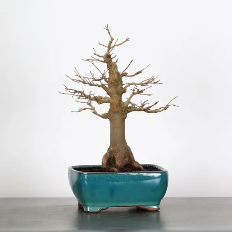 Bonsai Erable Burger AB-1-12