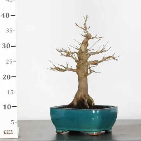 image supplémentaire - Maple "ACER BUERGERIANUM" 1-12