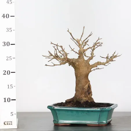 image supplémentaire - Maple "ACER BUERGERIANUM" 1-13