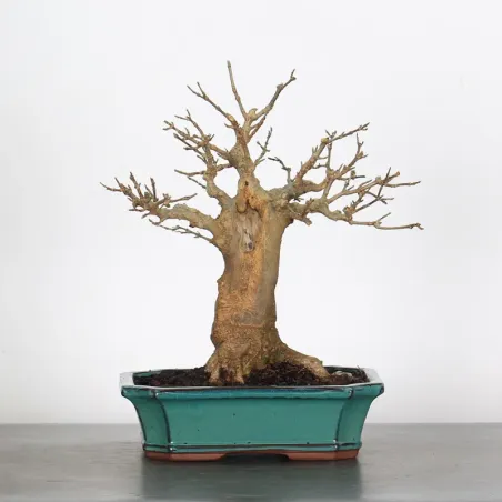 Bonsai Erable Burger AB-1-13