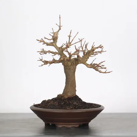 Bonsai Maple Burger AB-1-14