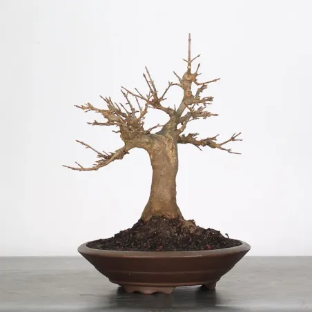 image supplémentaire - Érable "ACER BUERGERIANUM"...