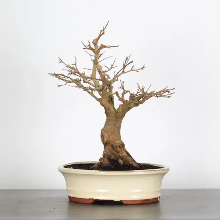 image supplémentaire - Érable "ACER BUERGERIANUM"...