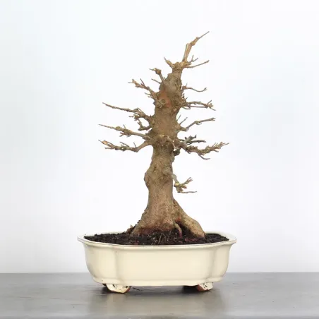 Bonsai Maple Burger AB-1-16