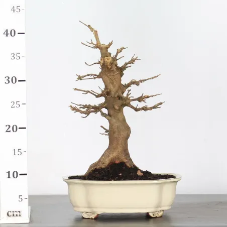 image supplémentaire - Maple "ACER BUERGERIANUM" 1-16