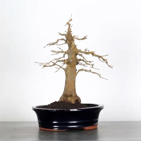 Maple "ACER BUERGERIANUM" 1-17