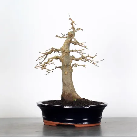 image supplémentaire - Maple "ACER BUERGERIANUM" 1-17