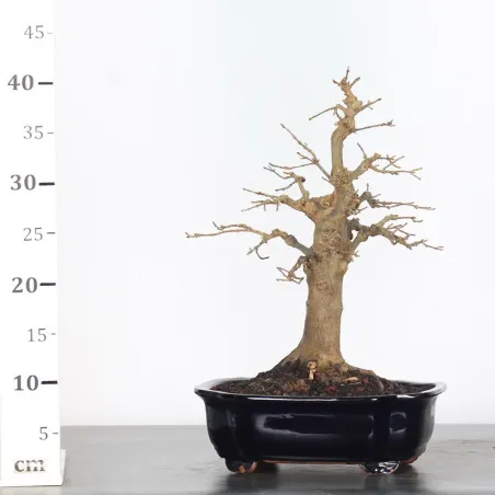 image supplémentaire - Maple "ACER BUERGERIANUM" 1-18