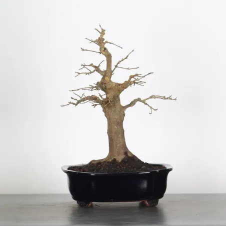 Bonsai Maple Burger AB-1-18