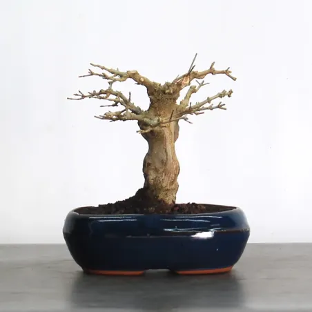 Bonsai Erable Burger AB-1-19