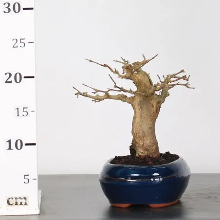 image supplémentaire - Érable "ACER BUERGERIANUM"...