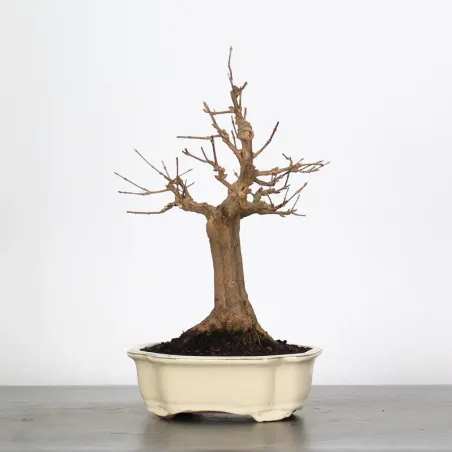 image supplémentaire - Érable "ACER BUERGERIANUM"...