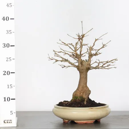 image supplémentaire - Maple "ACER BUERGERIANUM" 1-21