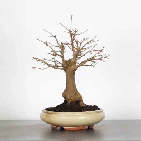 Érable "ACER BUERGERIANUM" 1-21