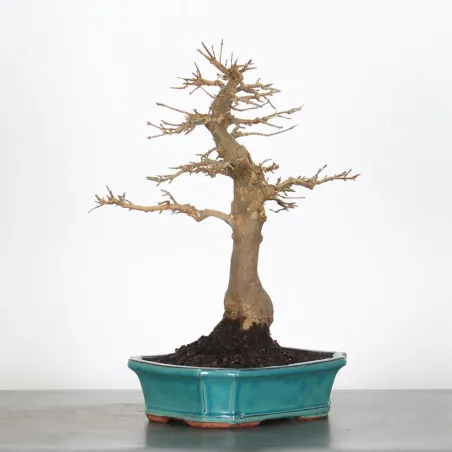 Maple "ACER BUERGERIANUM" 1-22