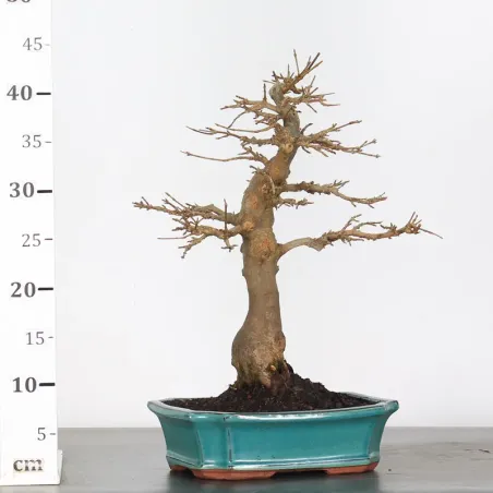 image supplémentaire - Érable "ACER BUERGERIANUM"...