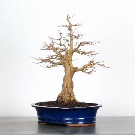 Maple "ACER BUERGERIANUM" 1-23