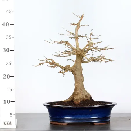 image supplémentaire - Érable "ACER BUERGERIANUM"...