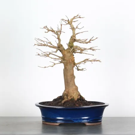 Érable "ACER BUERGERIANUM" 1-24