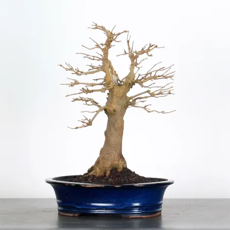 image supplémentaire - Érable "ACER BUERGERIANUM"...