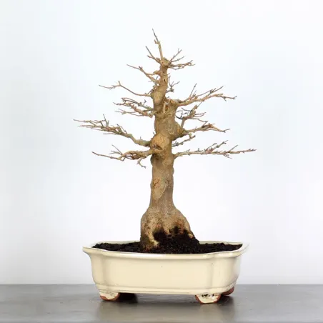 Maple "ACER BUERGERIANUM" 1-25