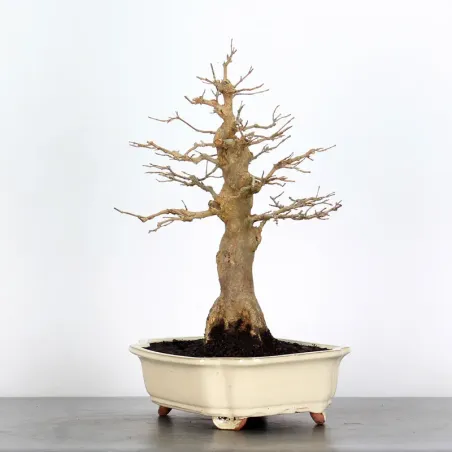 image supplémentaire - Érable "ACER BUERGERIANUM"...