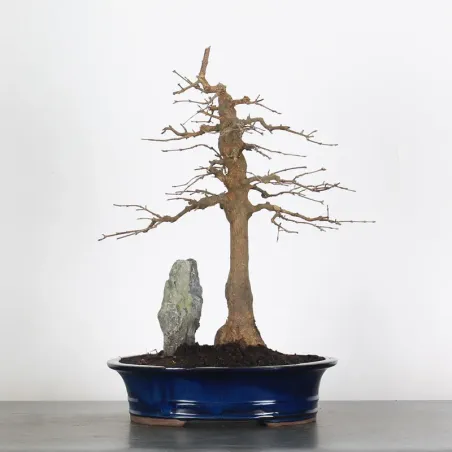 Maple "ACER BUERGERIANUM" 1-26