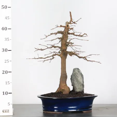 image supplémentaire - Maple "ACER BUERGERIANUM" 1-26