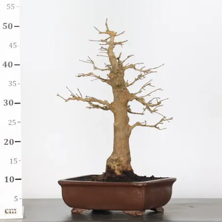 image supplémentaire - Érable "ACER BUERGERIANUM"...