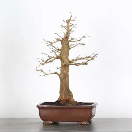 Érable "ACER BUERGERIANUM" 1-27