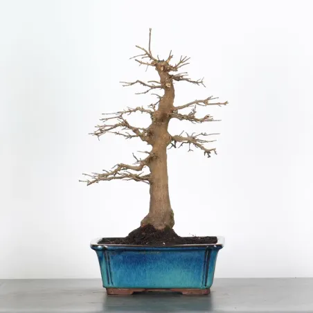 Bonsai Erable Burger AB-2-4