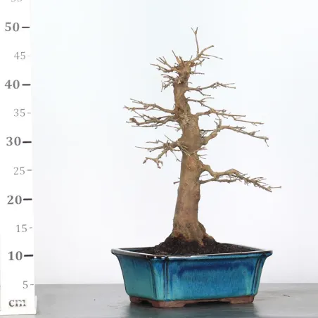 image supplémentaire - Maple "ACER BUERGERIANUM" 2-4