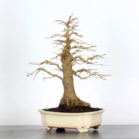 Bonsai Erable Burger  AB-2-5