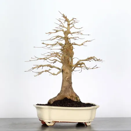 image supplémentaire - Érable "ACER BUERGERIANUM" 2-5