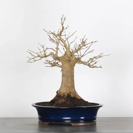 image supplémentaire - Érable "ACER BUERGERIANUM" 2-6