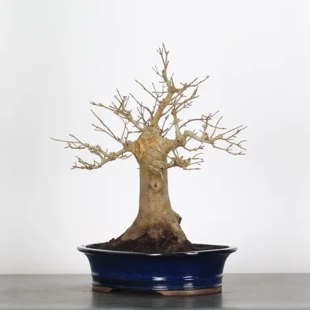 Bonsai Erable Burger AB-2-6