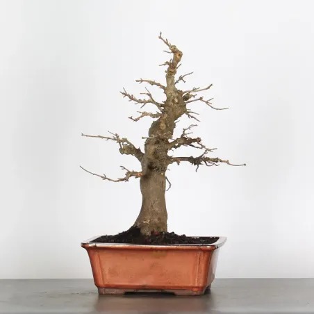 Bonsai Erable Burger AB-2-7