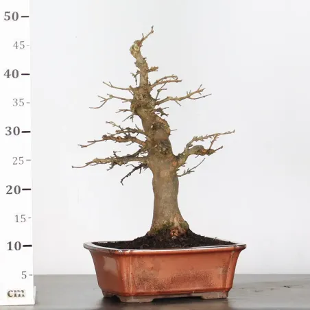 image supplémentaire - Érable "ACER BUERGERIANUM" 2-7