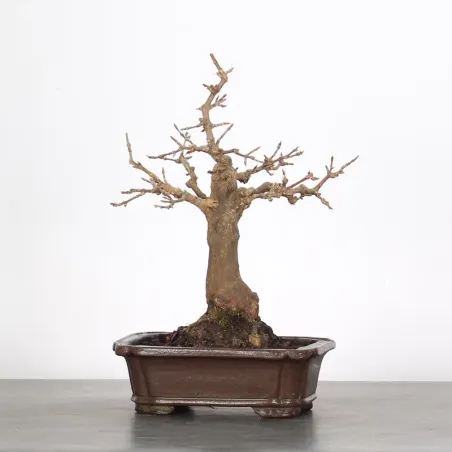 Bonsai Maple Burger AB-2-8