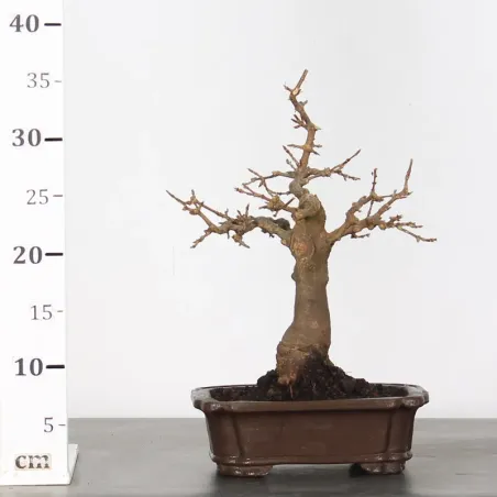 image supplémentaire - Maple "ACER BUERGERIANUM" 2-8